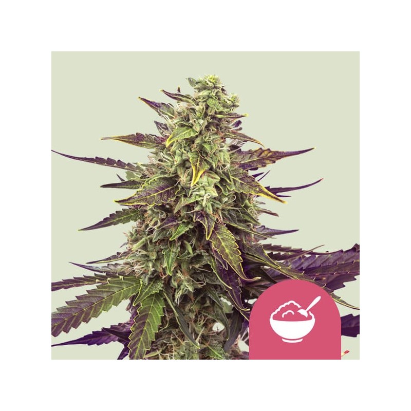 CEREAL MILK · Royal Queen Seeds · graines de cannabis · Fem