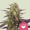 CEREAL MILK · Royal Queen Seeds · semillas de marihuana · Fem