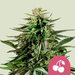 CHERRY PIE · Royal Queen Seeds · graines de cannabis · Fem