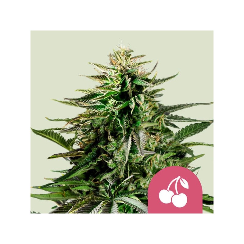 CHERRY PIE · Royal Queen Seeds · cannabis samen · Fem