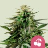 CHERRY PIE · Royal Queen Seeds · sementes de maconha · Fem