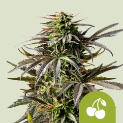 CHERRY PIE AUTO · Royal...