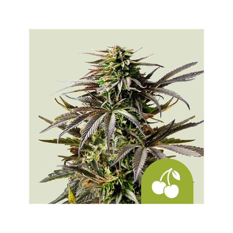 CHERRY PIE AUTO · Royal Queen Seeds · sementes de maconha · AutoFem