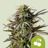 CHERRY PIE AUTO · Royal Queen Seeds · sementes de maconha · AutoFem