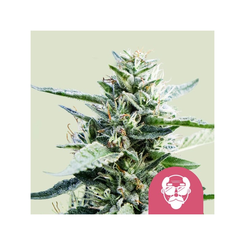 GRANDDADDY PURPLE · Royal Queen Seeds · graines de cannabis · Fem