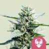 GRANDDADDY PURPLE · Royal Queen Seeds · graines de cannabis · Fem