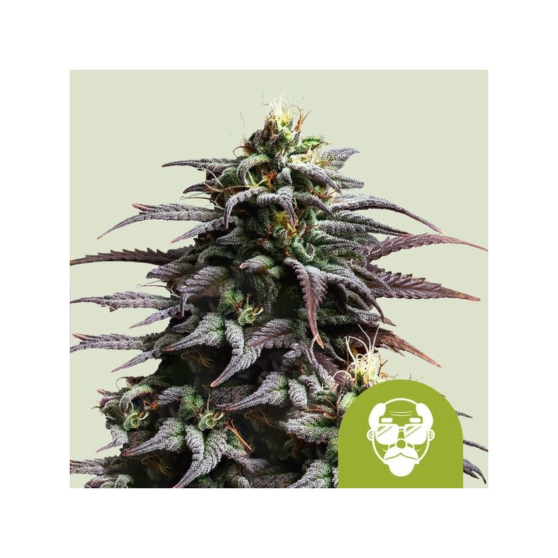 GRANDDADDY PURPLE AUTO · Royal Queen Seeds · semi di canapa indiana · AutoFem