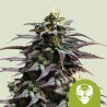GRANDDADDY PURPLE AUTO · Royal Queen Seeds · sementes de maconha · AutoFem