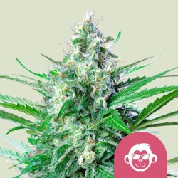 GRAPE APE · Royal Queen...