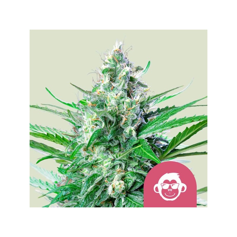 GRAPE APE · Royal Queen Seeds · kenevir tohum · Disi · Fem