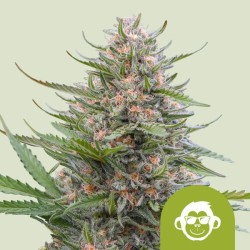 GRAPE APE AUTO · Royal...