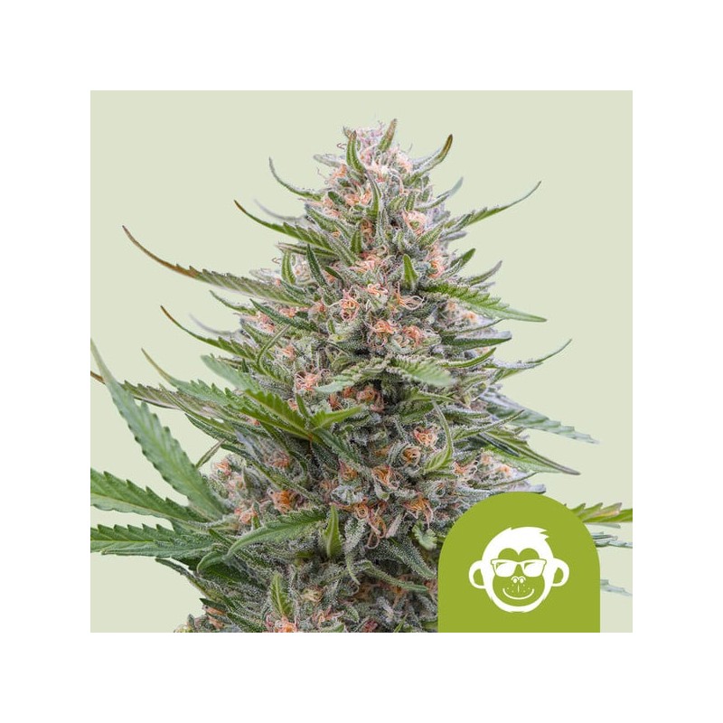 GRAPE APE AUTO · Royal Queen Seeds · graines de cannabis · AutoFem