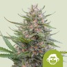 GRAPE APE AUTO · Royal Queen Seeds · kaufen cannabis samen · AutoFem