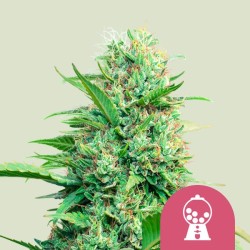 PINK RUNTZ · Royal Queen Seeds · sementes de maconha · Fem