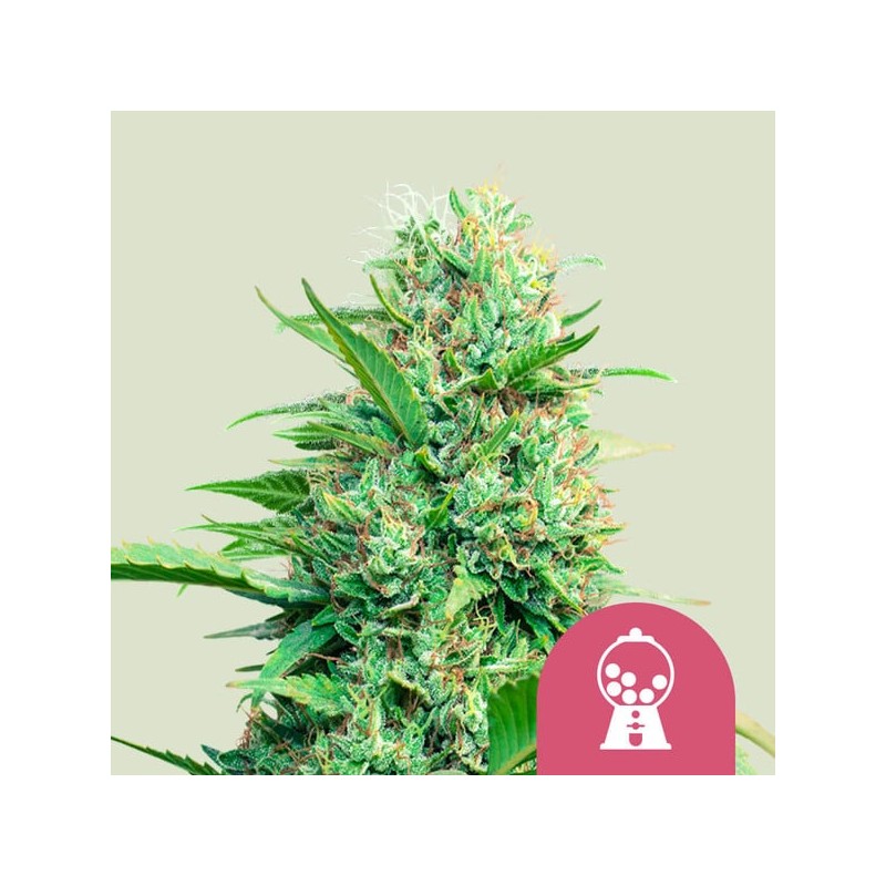 PINK RUNTZ · Royal Queen Seeds · cannabis seeds · Fem