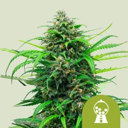 PINK RUNTZ AUTO · Royal Queen Seeds · sementes de maconha · AutoFem