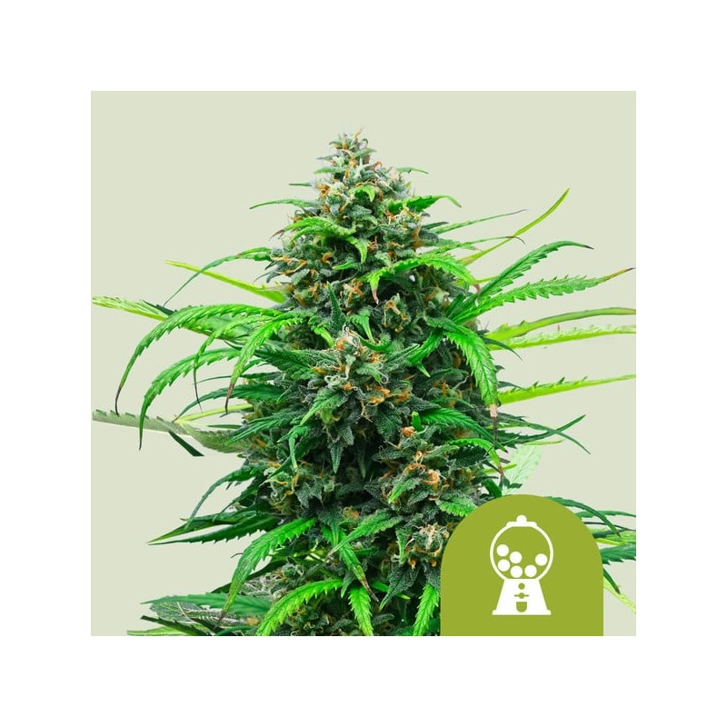 PINK RUNTZ AUTO · Royal Queen Seeds · kaufen cannabis samen · AutoFem