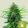PINK RUNTZ AUTO ·  Royal Queen Seeds · kenevir tohum · Disi · AutoFem