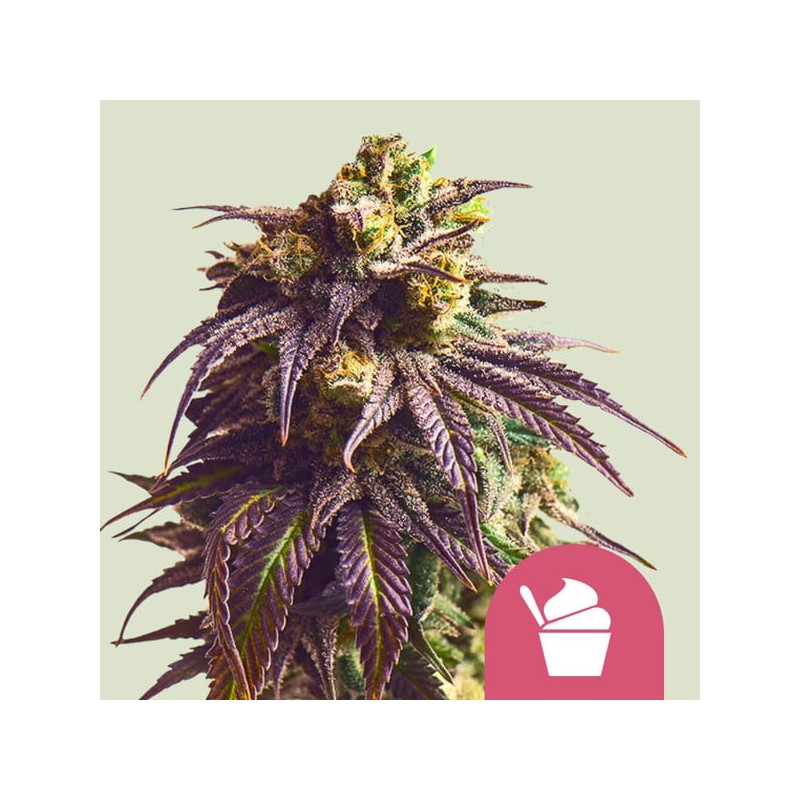 SUNDAE DRIVER · Royal Queen Seeds · graines de cannabis · Fem
