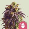 SUNDAE DRIVER · Royal Queen Seeds · kenevir tohum · Disi · Fem