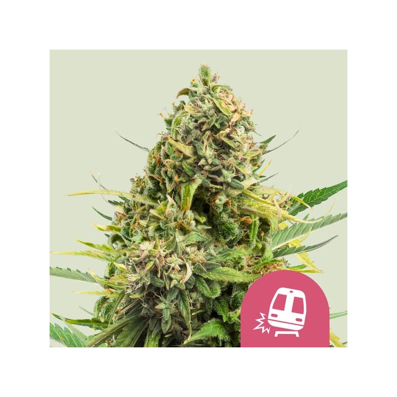 TRAINWRECK · Royal Queen Seeds · kenevir tohum · Disi · Fem