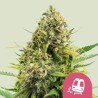 TRAINWRECK · Royal Queen Seeds · graines de cannabis · Fem