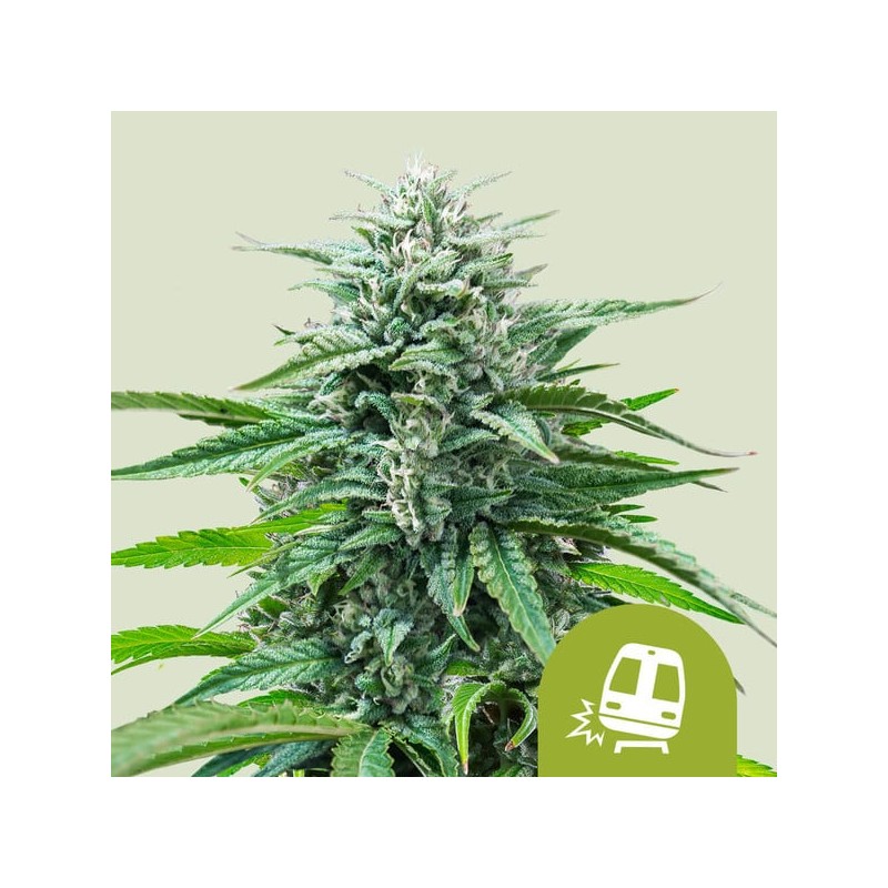 TRAINWRECK AUTO · Royal Queen Seeds · semi di canapa indiana · AutoFem