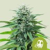 TRAINWRECK AUTO · Royal Queen Seeds · sementes de maconha · AutoFem