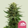BLUE MISTIC · Royal Queen Seeds · graines de cannabis · Fem