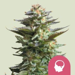 AMNESIA HAZE · Royal Queen...