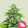 FRUIT SPIRIT · Royal Queen Seeds · kaufen cannabis samen · Fem