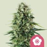 POWER FLOWER · Royal Queen Seeds · semillas de marihuana · Fem