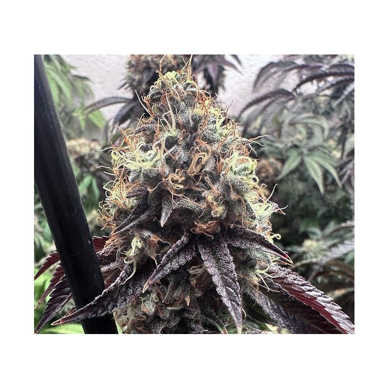 BILBO POUND CAKE · Genehtik · graines de cannabis · Fem