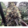 BILBO POUND CAKE · Genehtik · graines de cannabis · Fem