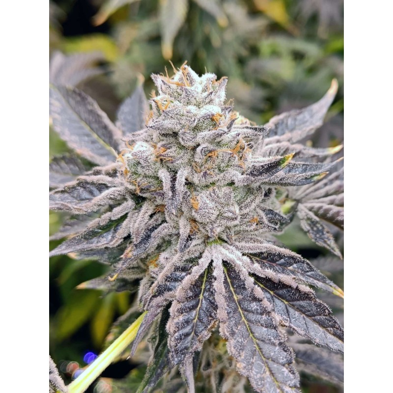 EUSKAL ZKITTLEZ · Genehtik · graines de cannabis · Fem