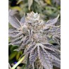 EUSKAL ZKITTLEZ · Genehtik · graines de cannabis · Fem