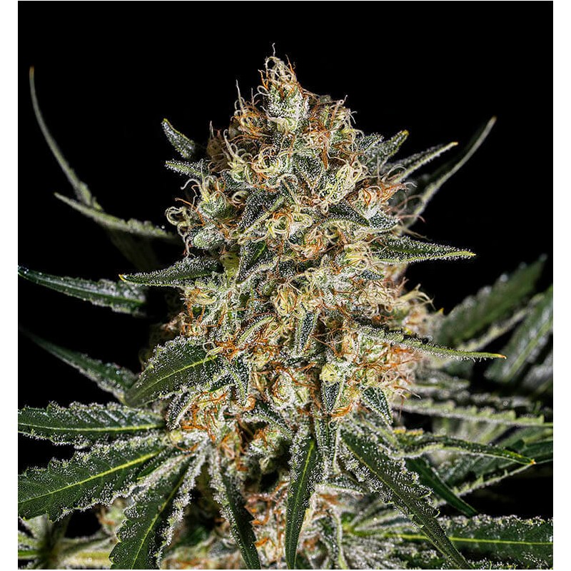 FACE OFF OG BILBO · Genehtik · sementes de maconha · Fem