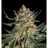 FACE OFF OG BILBO · Genehtik · sementes de maconha · Fem