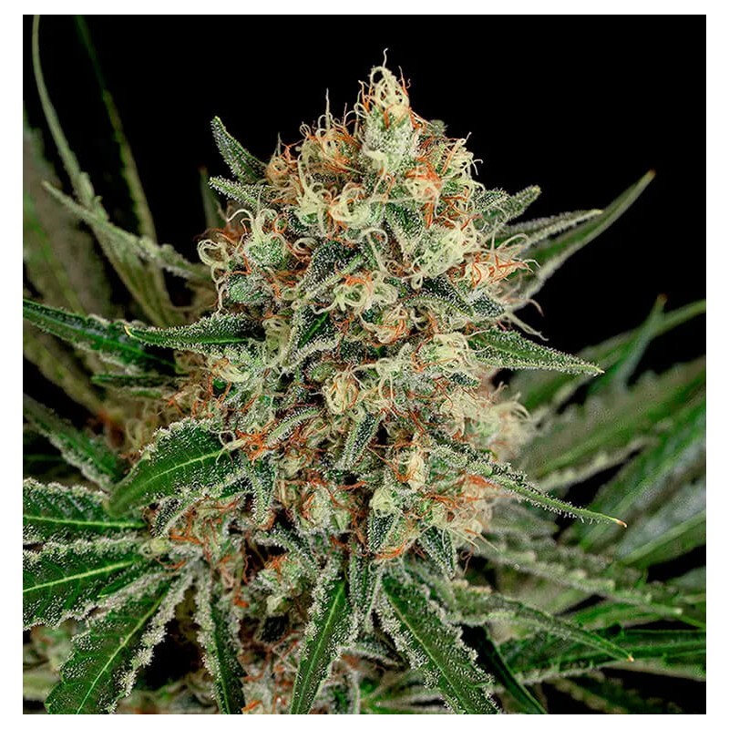 TXERRI BILBO HAZE · Genehtik · sementes de maconha · Fem