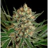 TXERRI BILBO HAZE · Genehtik · sementes de maconha · Fem