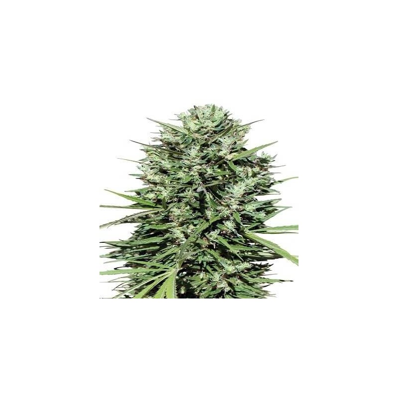 MARRUECOS BELDIA KIF · Ace Seeds · sementes de maconha  · Fem