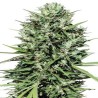 MARRUECOS BELDIA KIF · Ace Seeds · kaufen cannabis samen · Fem