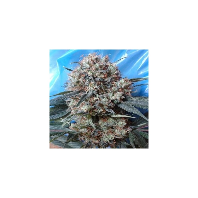 NEPAL JAM X KALI CHINA · Ace Seeds · kaufen cannabis samen · Fem