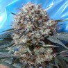 NEPAL JAM X KALI CHINA · Ace Seeds · cannabis seeds · Fem