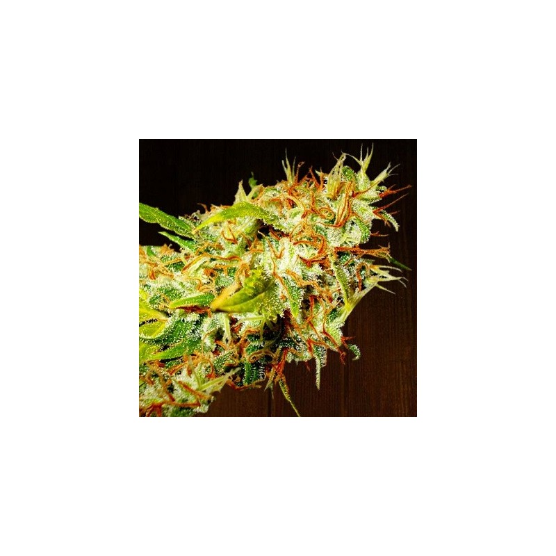 ZAMALDELICA · Ace Seeds · sementes de maconha  · Fem