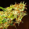 ZAMALDELICA · Ace Seeds · kaufen cannabis samen · Fem