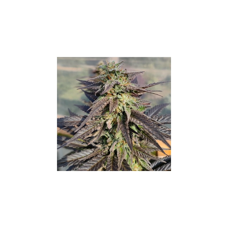 ZAMALDELICA X KALI CHINA · Ace Seeds · sementes de maconha  · Fem
