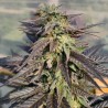 ZAMALDELICA X KALI CHINA · Ace Seeds · graines de cannabis  · Fem