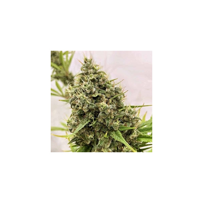 GUAWI · Ace Seeds · semillas de marihuana · Fem