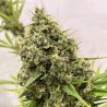 GUAWI · Ace Seeds · graines de cannabis  · Fem